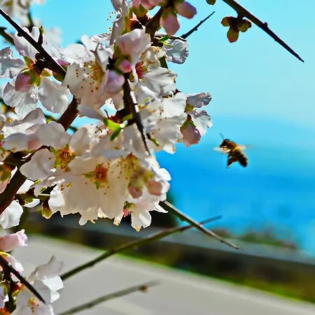 Szálloda 6 Milje 4*